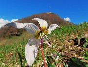 59 Erythronium dens-canis (Dente di cane) con vista sulla cima del Canto Alto